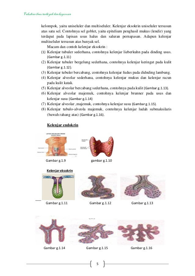 24 Koleksi Istimewa Contoh  Hewan Uniseluler 