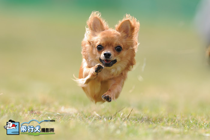 最高の動物画像 最高の犬 可愛い 写真 撮り 方