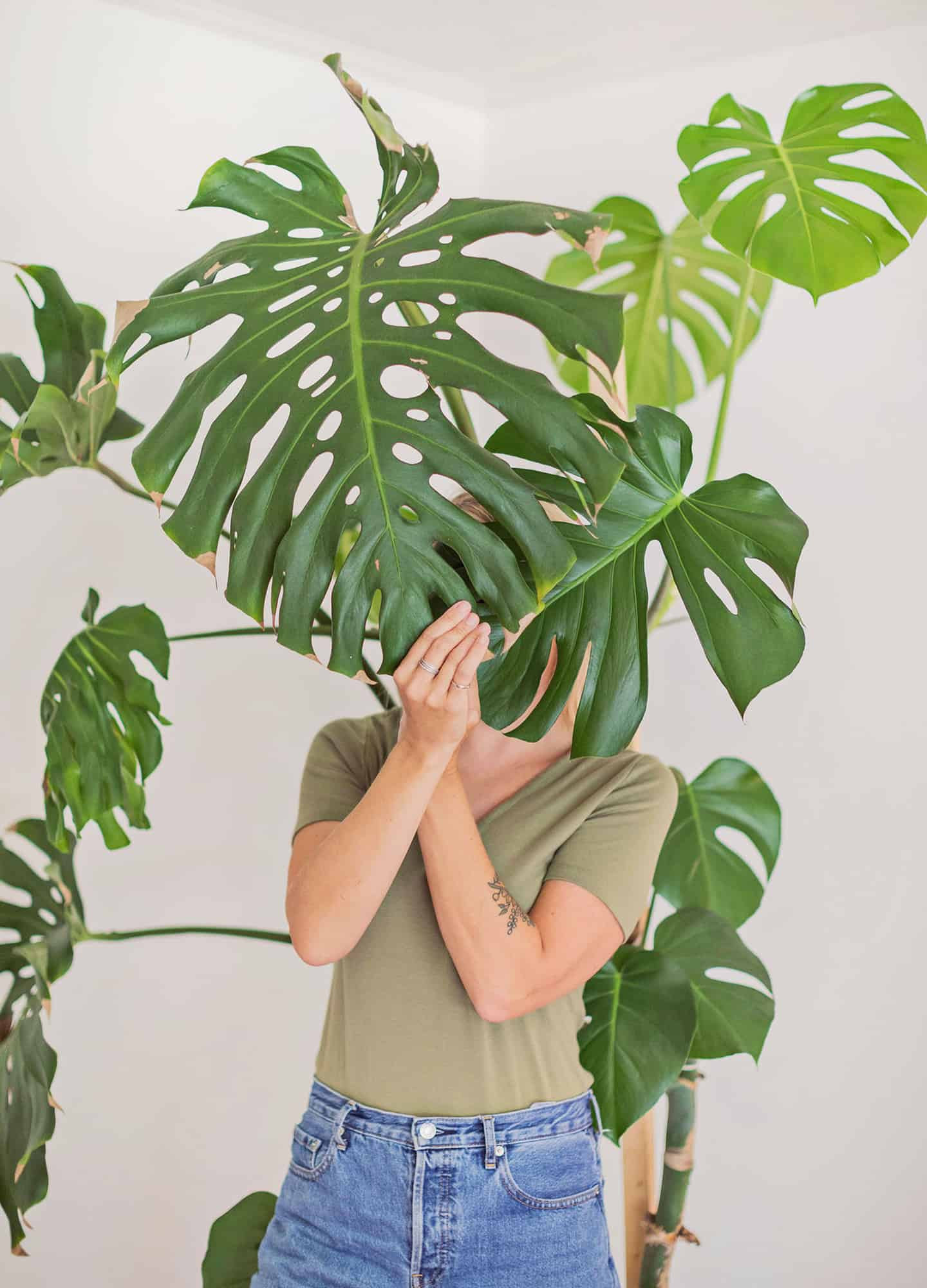 The genus is named from the latin word for monstrous or abnormal. How To Care For Monstera Plants A Beautiful Mess