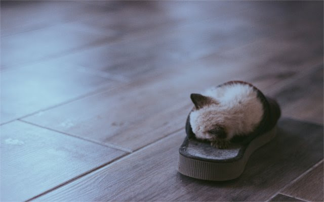 Katzen kostenlos inserieren und günstige angebote finden. Wann Konnen Bkh Kitten Abgegeben Werden Britischkurzhaar Katze De