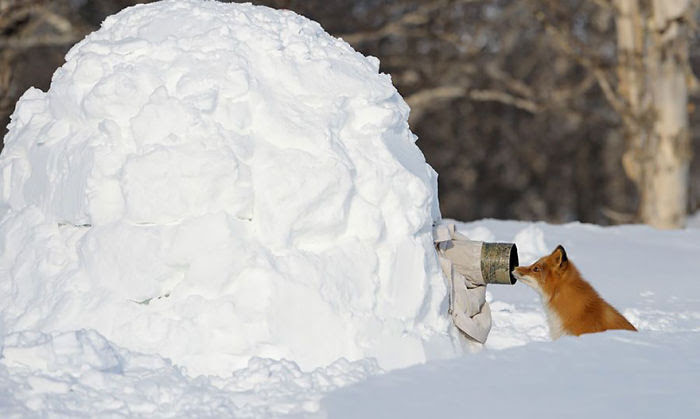 Nature                                                          Photographer