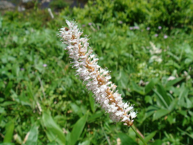 ユニーク猫じゃらし 花 すべての美しい花の画像