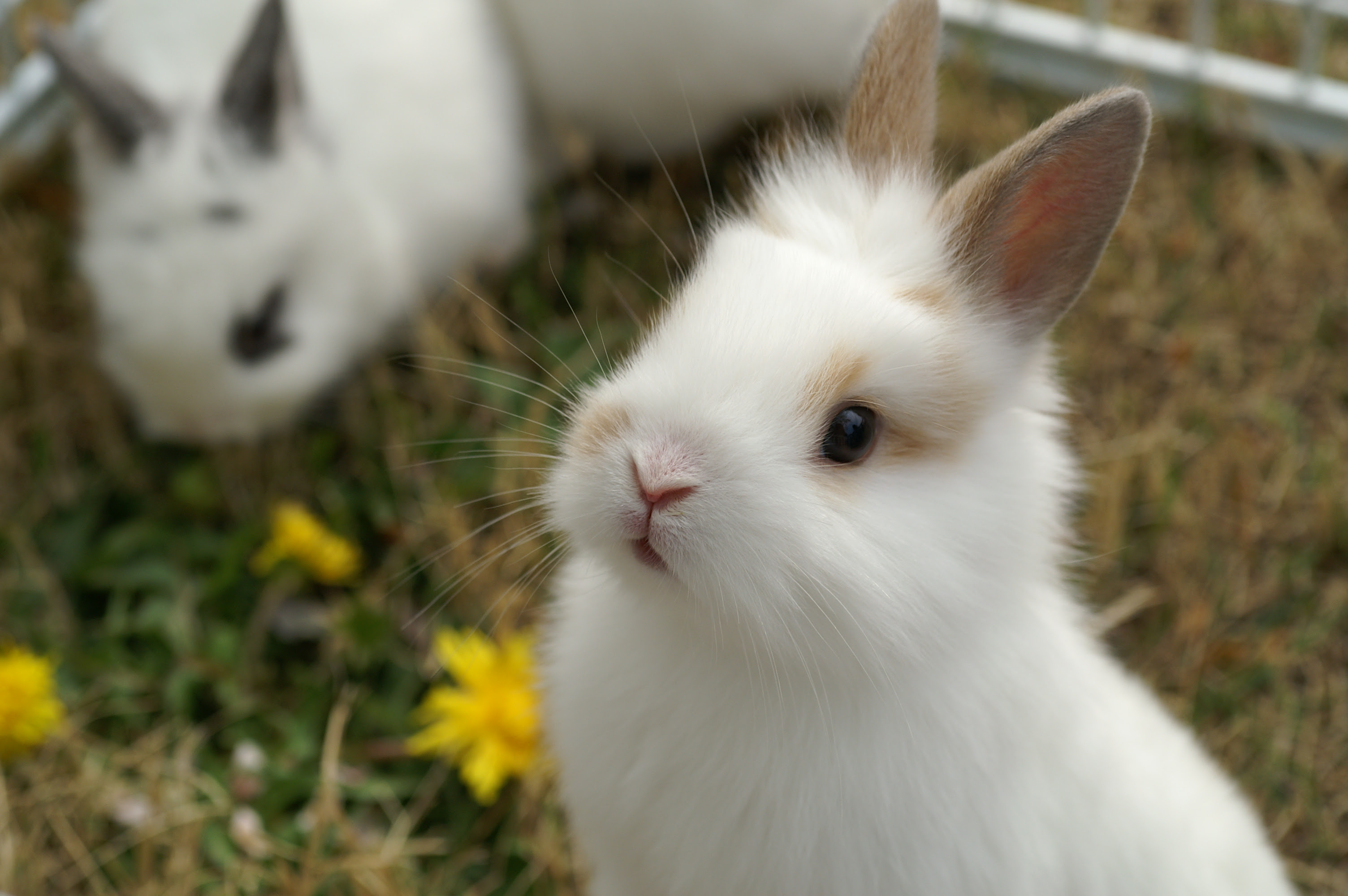 動物画像のすべて 元の子うさぎ 画像 可愛い