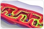 Mammalian Mitochondrial DNA (mtDNA) Transcription