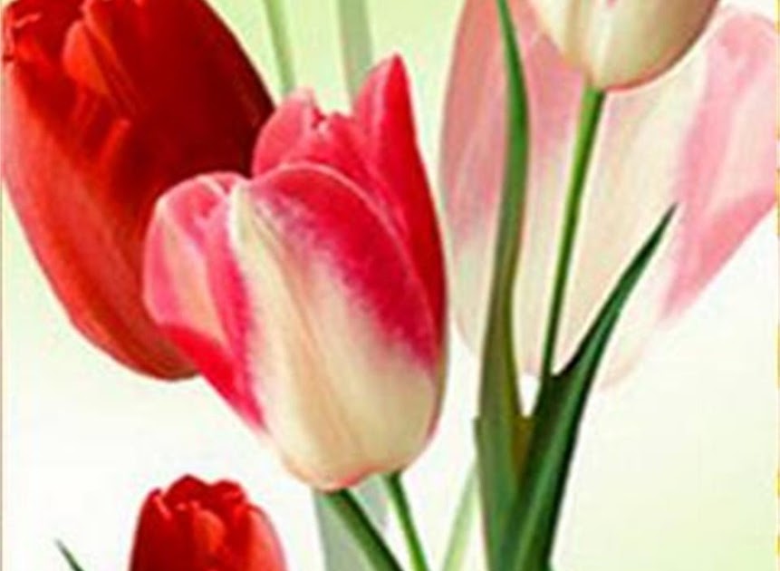  Contoh  Gambar  3 Dimensi Gambar  3 Dimensi Bunga  Tulip 
