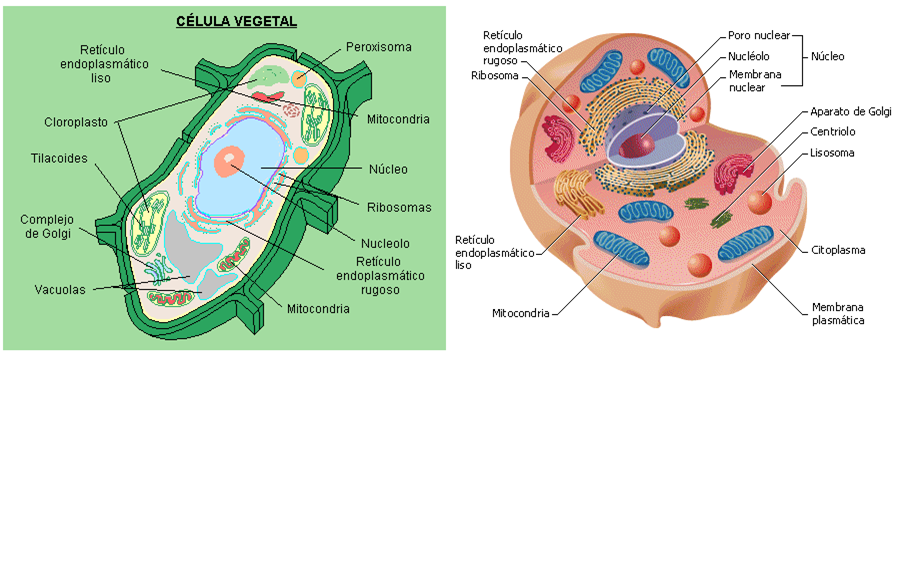 Imagenes De La Celula Animal Y Vegetal Sin Sus Partes