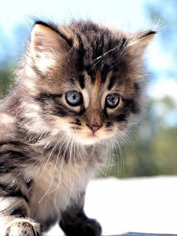 Chaton Noir Et Blanc Yeux Bleus Get Images