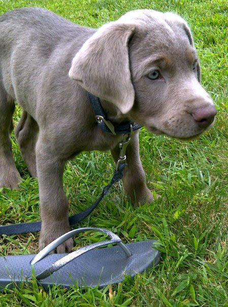 Puppyfinder.com is your source for finding an ideal golden labrador puppy for sale in usa. Silver Lab For Sale Craigslist Off 66 Www Usushimd Com