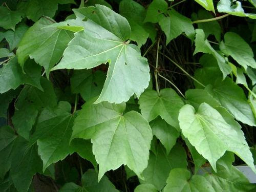 すべての花の画像 最新ツタ 植物 種類