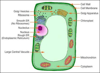 If you have enjoyed reading this post about the schematic diagram of plant cells i would be very grateful if you would help it to spread by sharing on social. Draw A Well Labeled Diagram Of A Plant Cell Mention The Important Features Of The Plant Cells That Play Role In Photosynthesis Biology Topperlearning Com Qvx21exx