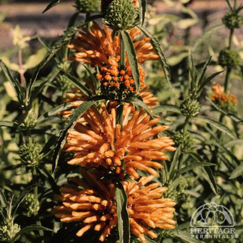 Plant Profile For Leonotis Leonurus Orange Lion S Tail Perennial The plant is also deer resistant.
