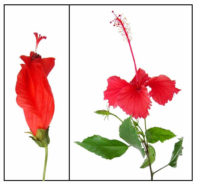 Among all living organisms, flowers, which are the reproductive structures of angiosperms. Gumamela Hibiscus Rosa Sinensis Linn Hibiscus China Rose Philippine Medicinal Herbs Philippine Alternative Medicine At Stuartxchange