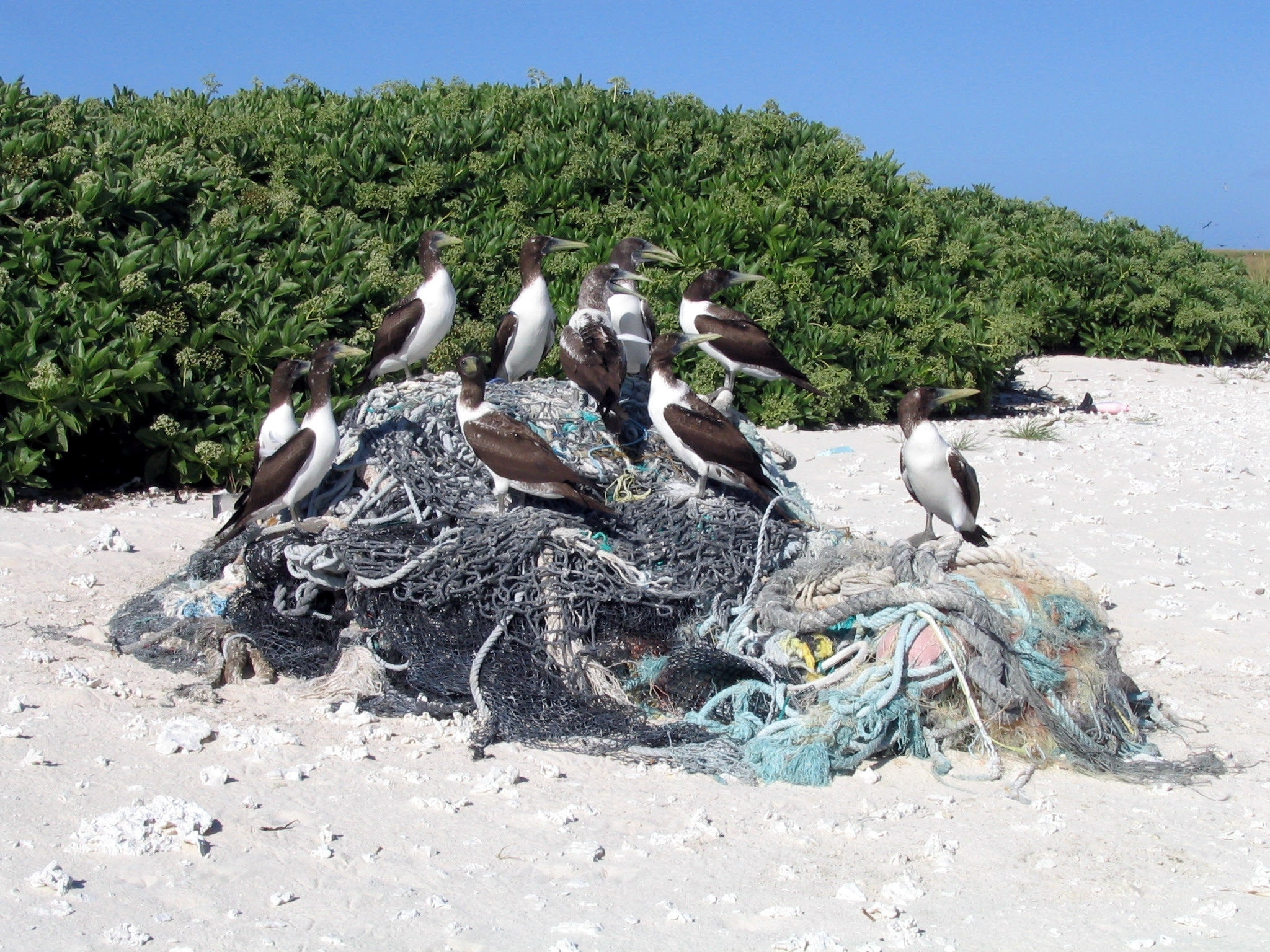 http://upload.wikimedia.org/wikipedia/commons/7/79/Kure_Marine_Debris.jpg