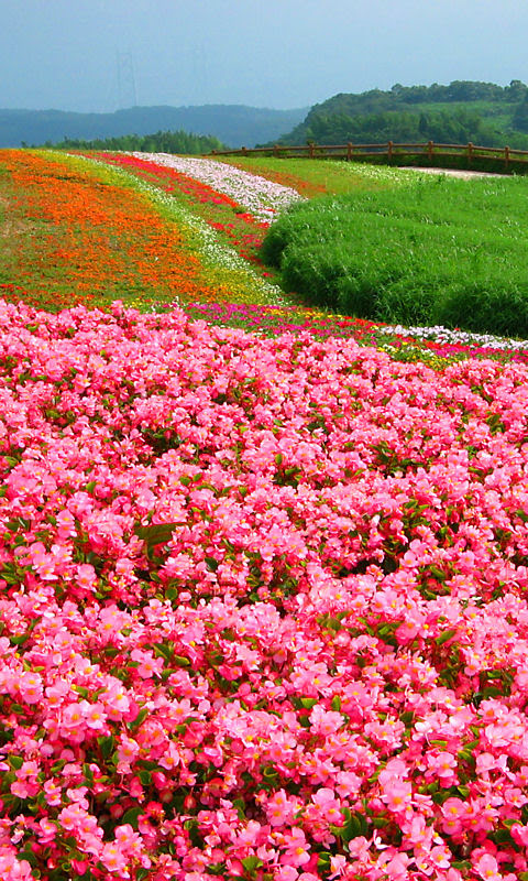 無料ダウンロード花畑 壁紙 高画質 花の画像