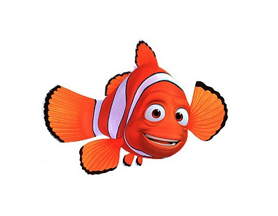 80 Gambar Cupang Nemo HD