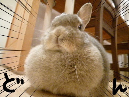 無料ダウンロードうさぎ カフェ 茨城 すべての動物画像