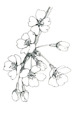 最も人気のある 桜 イラスト 書き方 イラスト素材 ベクター クリップアート Yukiko