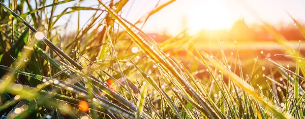 Grass blades