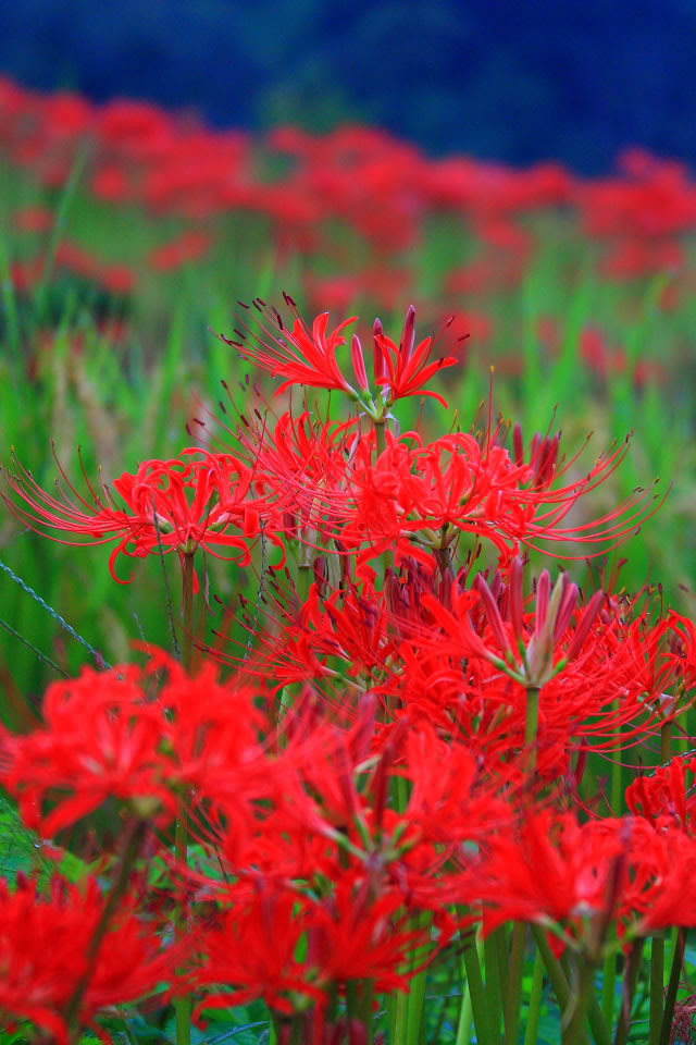 すべての花の画像 ユニーク彼岸花 壁紙