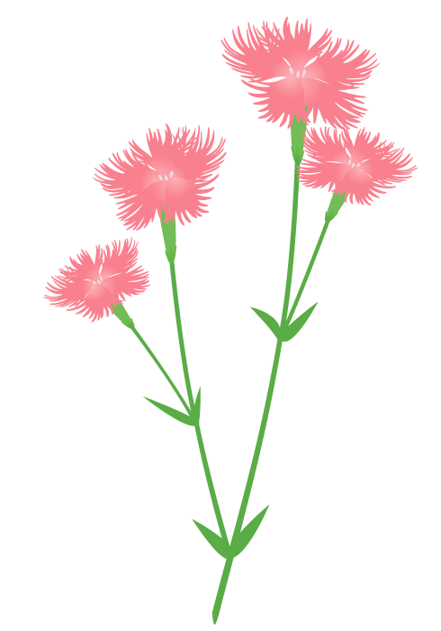 エレガントなでしこ 花 イラスト ただのディズニー画像
