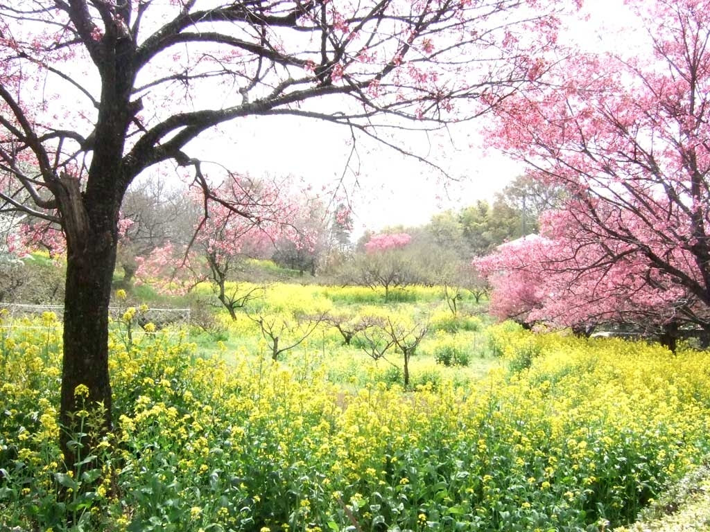 トップ100フリー 画像 春 最高の花の画像
