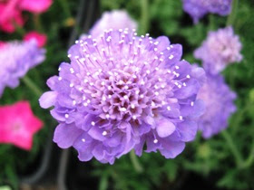 すべての美しい花の画像 無料印刷可能5 月 30 日 誕生 花