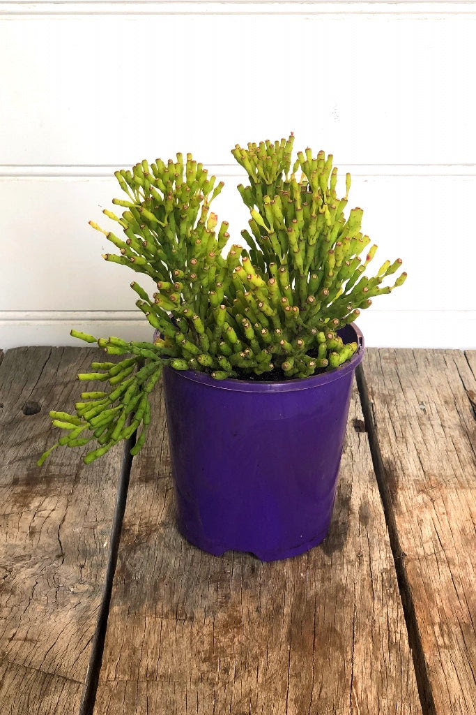 It prefers sun or very bright indirect light. Rhipsalis Hatiora Littleleafco