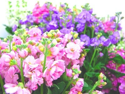 すべての美しい花の画像 ベスト花 言葉 ストック