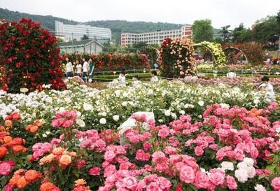 Paling Bagus 16 Gambar Taman  Bunga  Di  Korea  Koleksi 