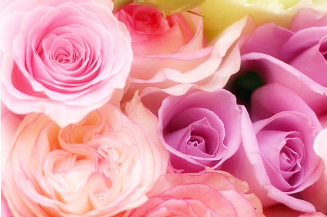 すべての美しい花の画像 最新ピンク の 薔薇 待ち受け 効果