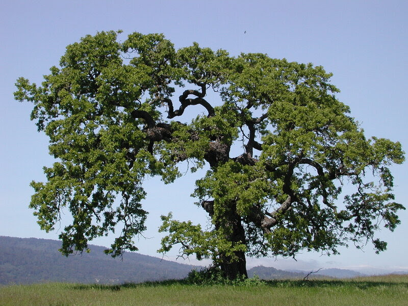 oaktree