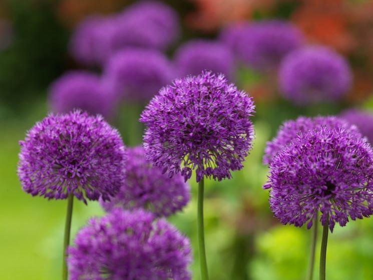 Nomi Fiori / Nomi e Immagini di Fiori di Primavera (35 ...