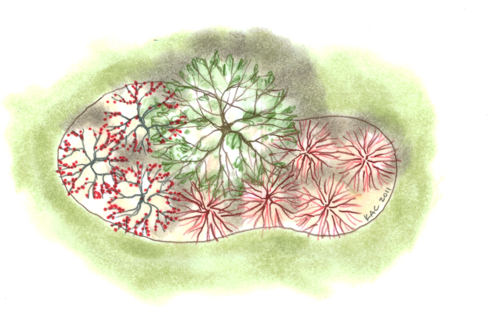 Shrubs or bushes are great additions to your garden planning project. Tree And Shrub Rain Garden Design Arbor Day Blog