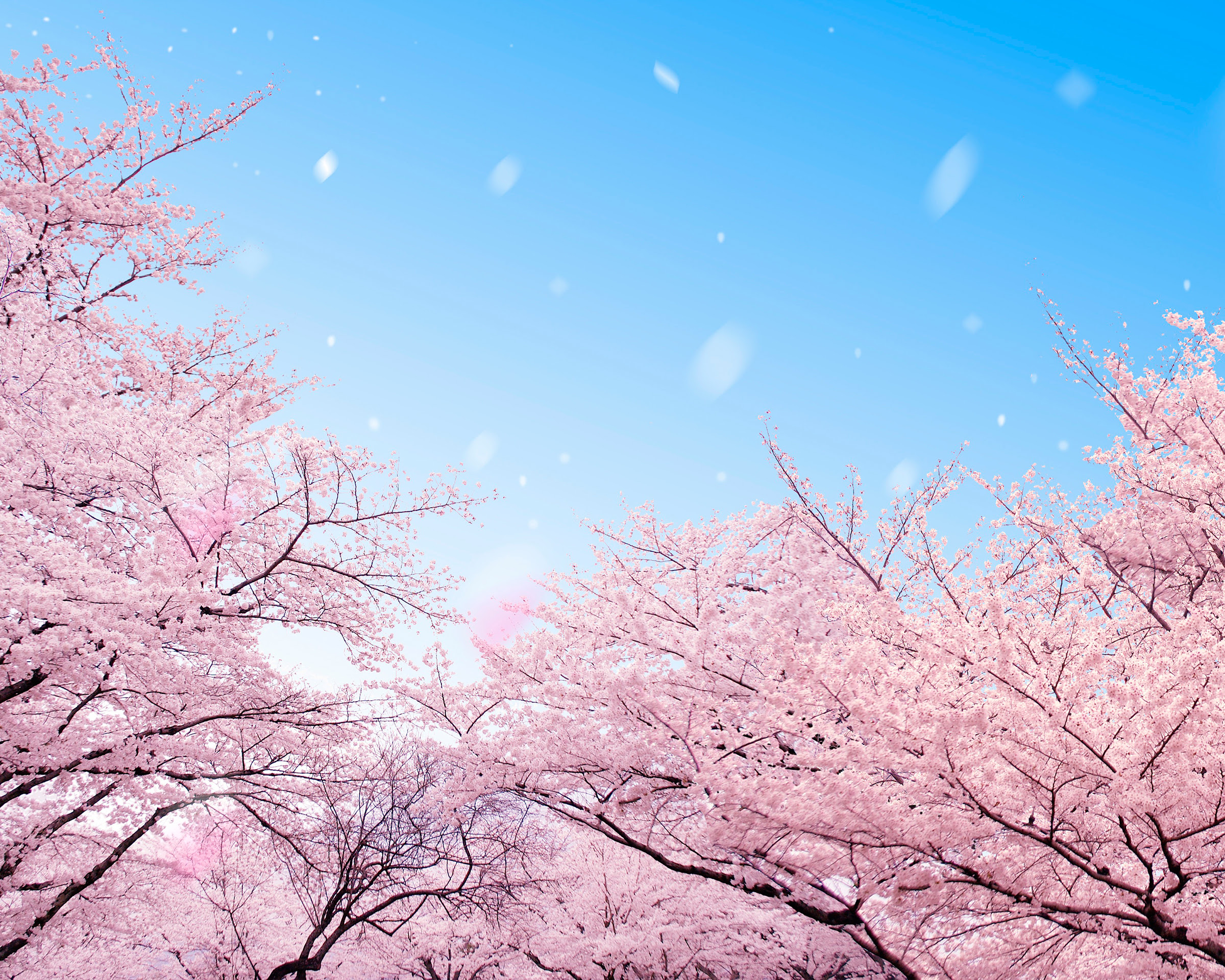 Japan Image 桜 画像 壁紙