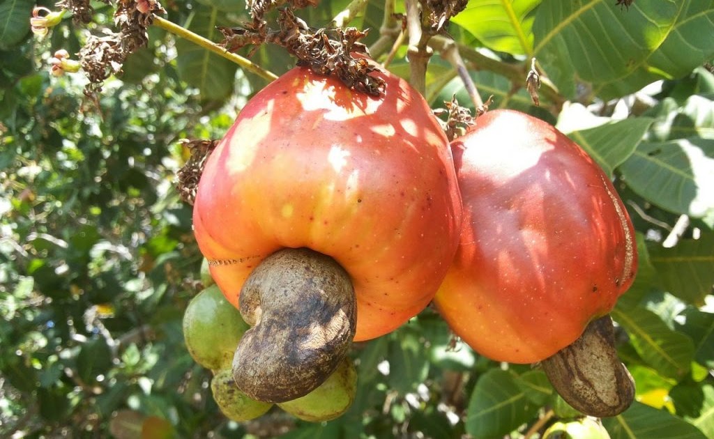 Cara Membuat Bunga Dari Kulit Kacang Tanah Kreatifitas 