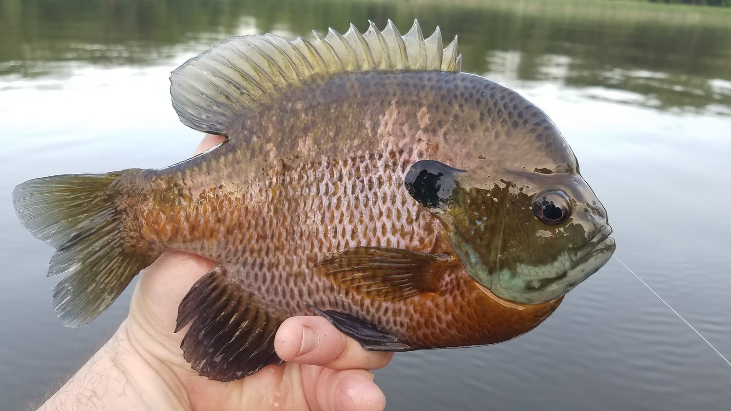 Maybe you would like to learn more about one of these? Big Gills What Should I Keep Joel Nelson Outdoors