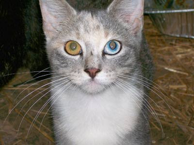 Heterochromia Iridium,Keindahan Dua Warna Mata Yang Berbeda