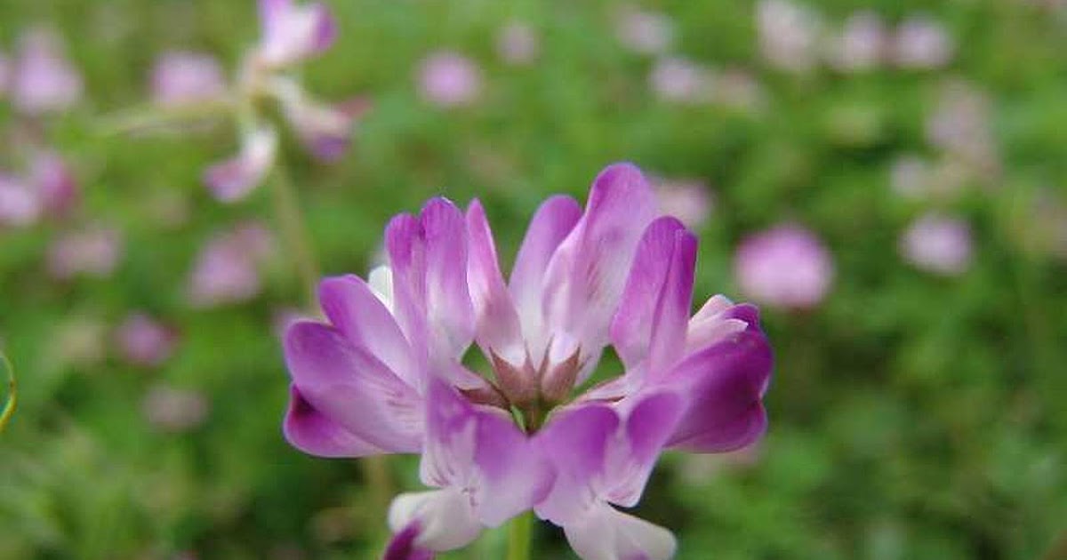 画像をダウンロード 蓮華草 英語 読み方 蓮華草 英語 読み方 Cahjpayupayx