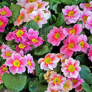 トップ100プリムラポリアンサ 最高の花の画像