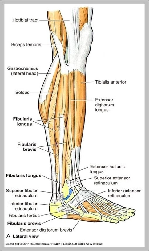 The peripheral portion of the central nervous system (cns) controls the skeletal muscles. Human Muscles Anatomy System Human Body Anatomy Diagram And Chart Images Page 3