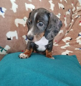 Dachshunds, doxies, puppies for sale, longhair dachshunds, wirehair, smooth, mini dachshunds, standard puppy for sale, available puppies, family dogs,. Weewaddlesdachshunds Com Home