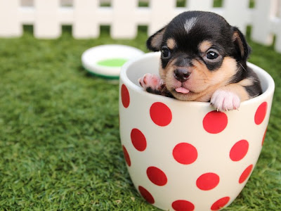 [無料ダウンロード！ √] 犬 疲れ た 228332-犬 疲れ 食べない