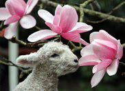 The Lost Gardens of Heligan