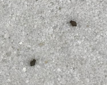 小さい 黒い 虫 大量 発生 503699