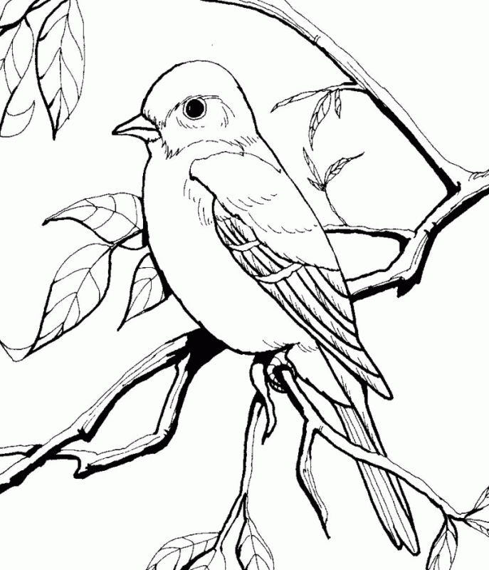 Some baltimore coloring may be available for free. Free Baltimore Orioles Coloring Pages Download Free Baltimore Orioles Coloring Pages Png Images Free Cliparts On Clipart Library