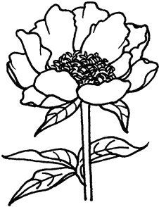 ラブリー花 彫刻 刀 簡単 デザイン すべての美しい花の画像