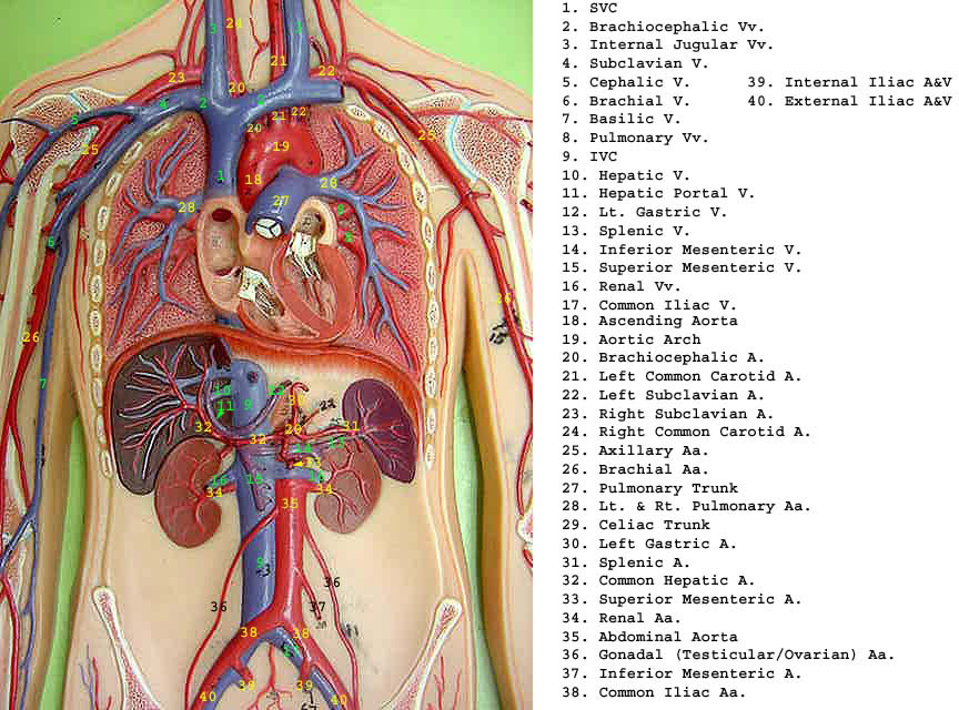 Blood vessels are tubes that run through the transport system in which blood is transported. Flat Wire Model