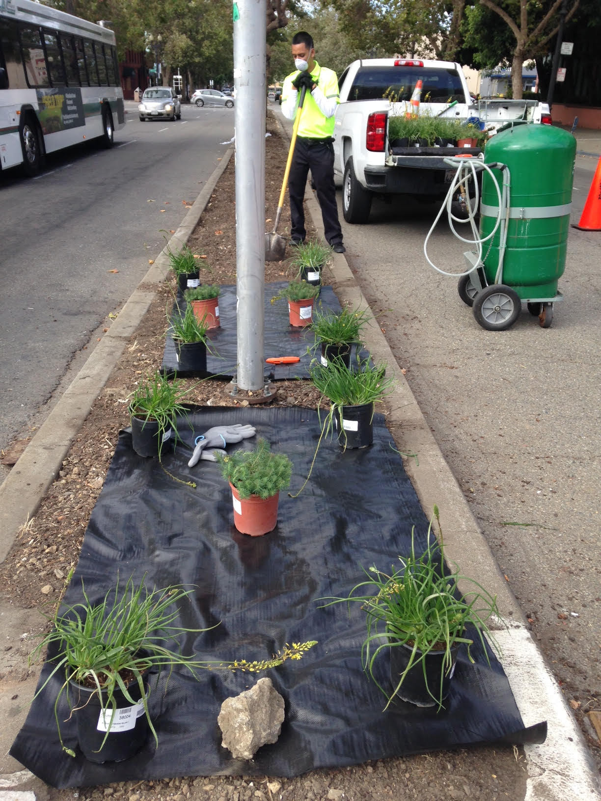 Median Planting Jack London