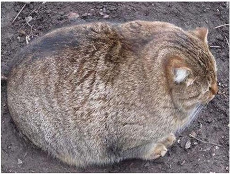 最高の無料イラスト 心に強く訴えるでぶ 猫 かわいい
