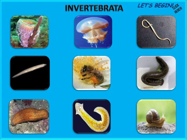 Contoh Hewan Invertebrata Nemathelminthes - 600 Tips